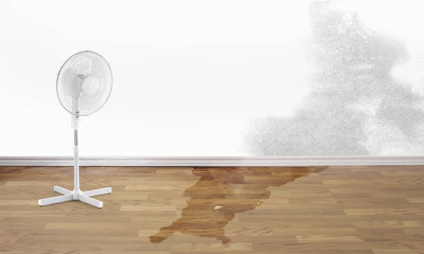 Best Water damage restoration near me  in Holly Hill, SC