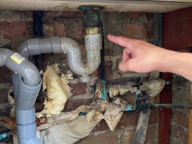 Best Mold removal after water damage  in Holly Hill, SC
